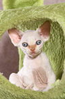 sitzendes Devon Rex Ktzchen