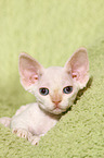 liegendes Devon Rex Ktzchen