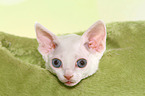 Devon Rex Ktzchen Portrait