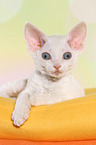 liegendes Devon Rex Ktzchen