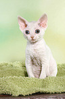 sitzendes Devon Rex Ktzchen