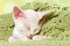 schlafendes Devon Rex Ktzchen