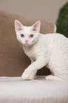 sitzende Devon Rex