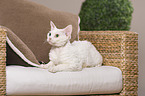 liegende Devon Rex