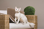 sitzende Devon Rex