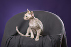 sitzende Devon Rex