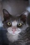 Devon Rex Portrait