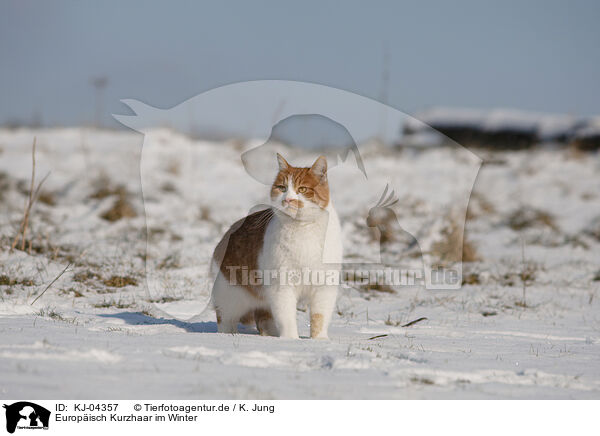 Europisch Kurzhaar im Winter / European Shorthair in winter / KJ-04357