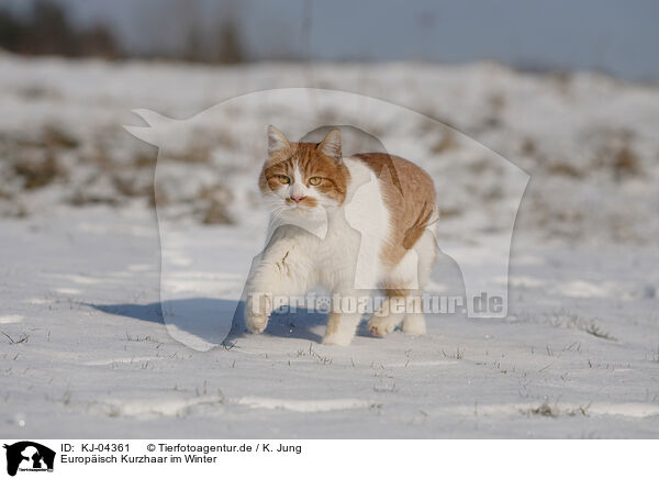 Europisch Kurzhaar im Winter / European Shorthair in winter / KJ-04361