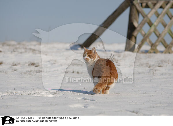 Europisch Kurzhaar im Winter / European Shorthair in winter / KJ-04368