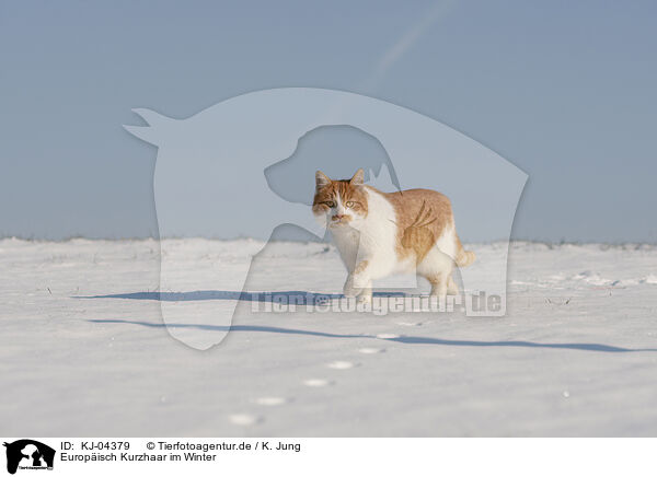 Europisch Kurzhaar im Winter / European Shorthair in winter / KJ-04379
