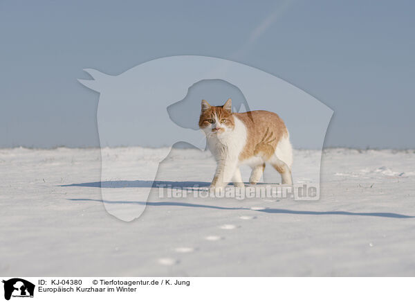 Europisch Kurzhaar im Winter / European Shorthair in winter / KJ-04380