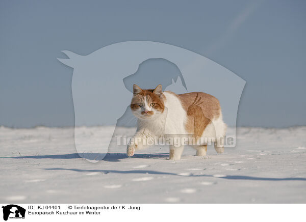 Europisch Kurzhaar im Winter / European Shorthair in winter / KJ-04401