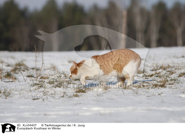 Europisch Kurzhaar im Winter / European Shorthair in winter / KJ-04407