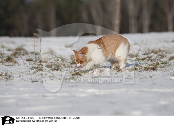 Europisch Kurzhaar im Winter / European Shorthair in winter / KJ-04409