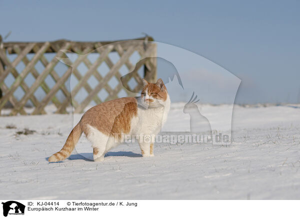 Europisch Kurzhaar im Winter / European Shorthair in winter / KJ-04414