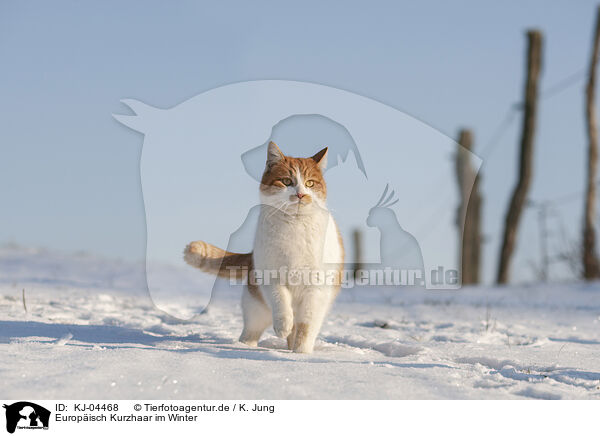 Europisch Kurzhaar im Winter / European Shorthair in winter / KJ-04468