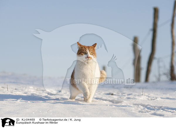 Europisch Kurzhaar im Winter / European Shorthair in winter / KJ-04469
