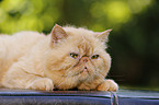 liegende Exotic Shorthair