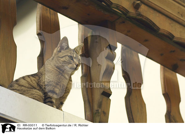 Hauskatze auf dem Balkon / cat / RR-00011