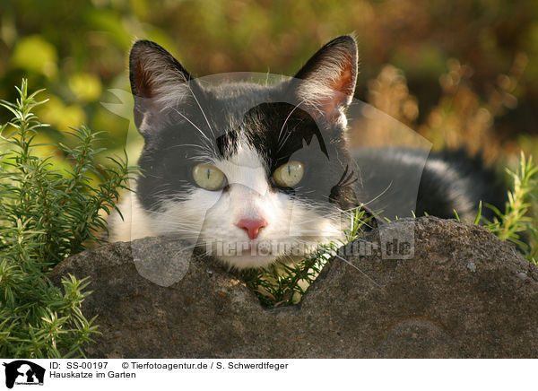 Hauskatze im Garten / domestic cat in garden / SS-00197