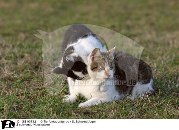 2 spielende Hauskatzen / 2 playing domestic cats / SS-00712