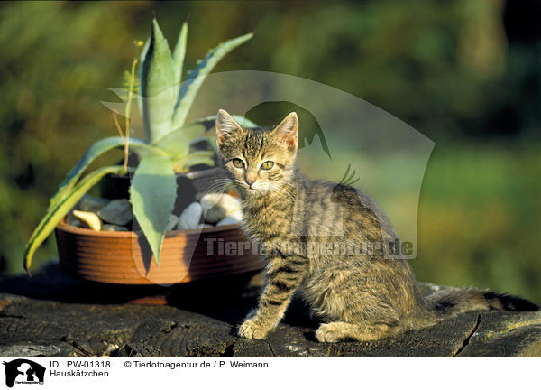 Hausktzchen / young domestic cat / PW-01318