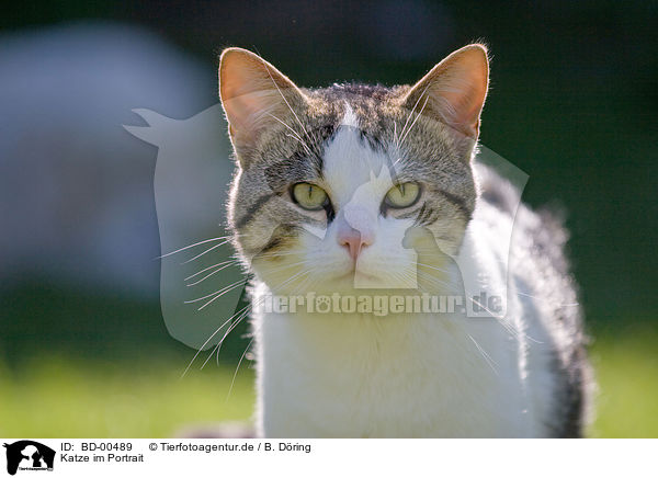 Katze im Portrait / cat portrait / BD-00489