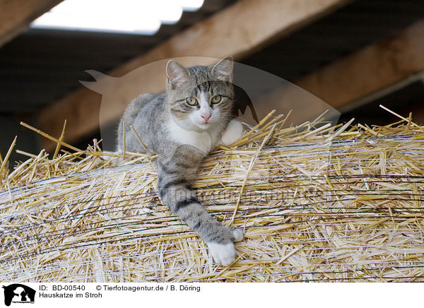 Hauskatze im Stroh / domestic cat on straw / BD-00540