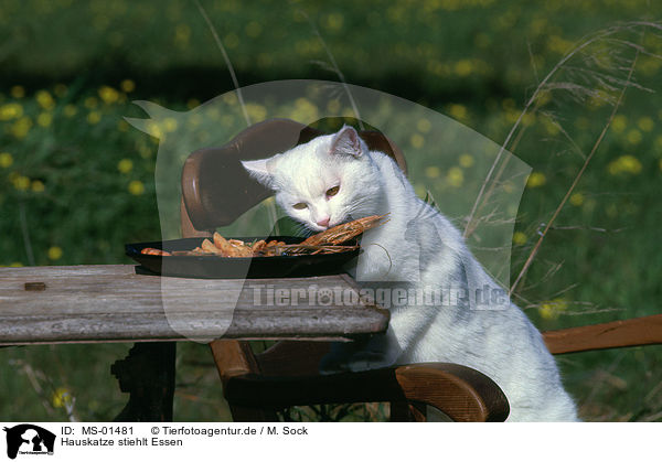 Hauskatze stiehlt Essen / domestic cat steels food / MS-01481