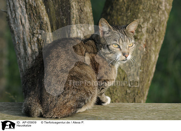 Hauskatze / domestic cat / AP-05809