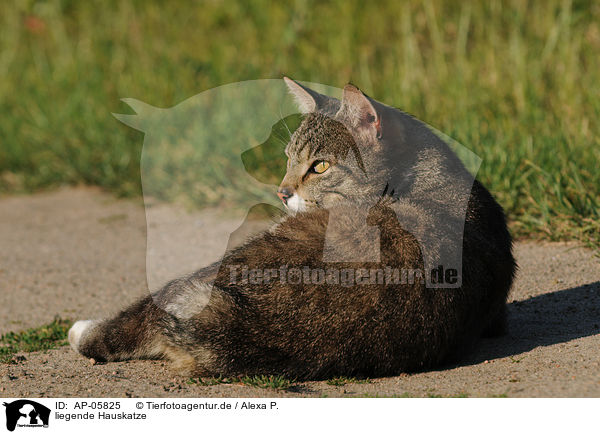 liegende Hauskatze / lying domestic cat / AP-05825