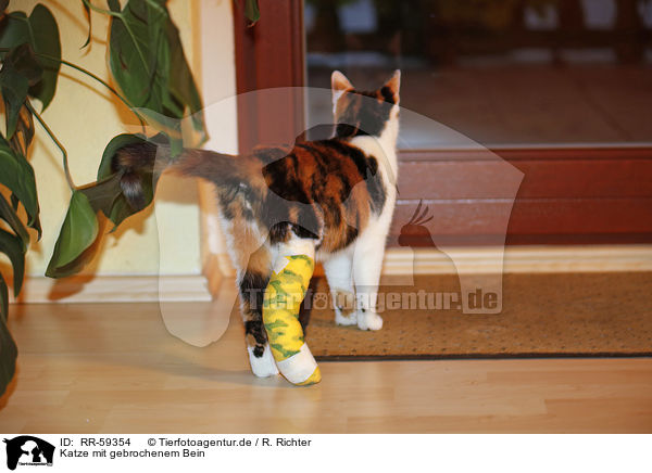 Katze mit gebrochenem Bein / RR-59354