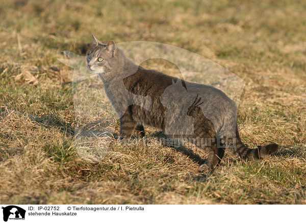 stehende Hauskatze / standing domestic cat / IP-02752