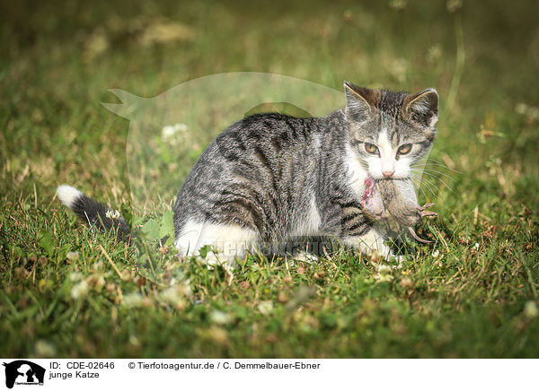 junge Katze / CDE-02646