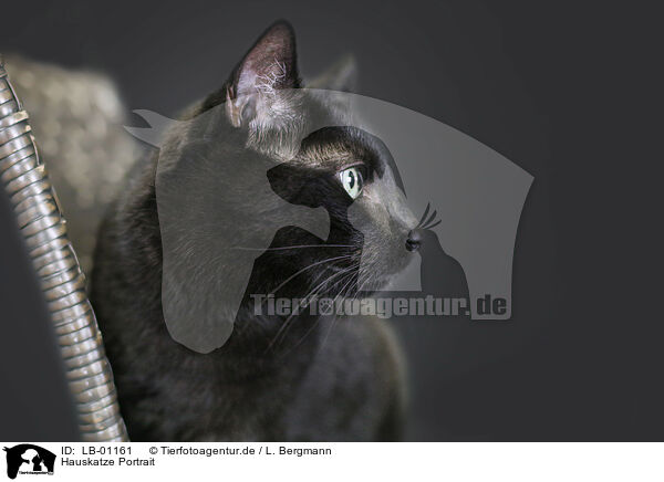 Hauskatze Portrait / cat Portrait / LB-01161