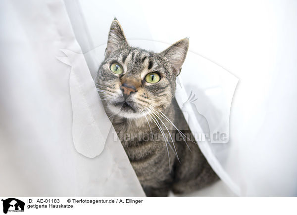 getigerte Hauskatze / tabby domestic cat / AE-01183