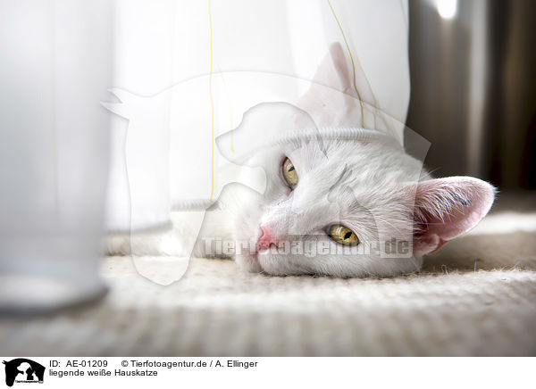 liegende weie Hauskatze / lying white domestic cat / AE-01209