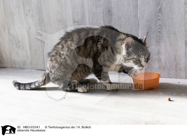 sitzende Hauskatze / sitting Domestic Cat / HBO-03341