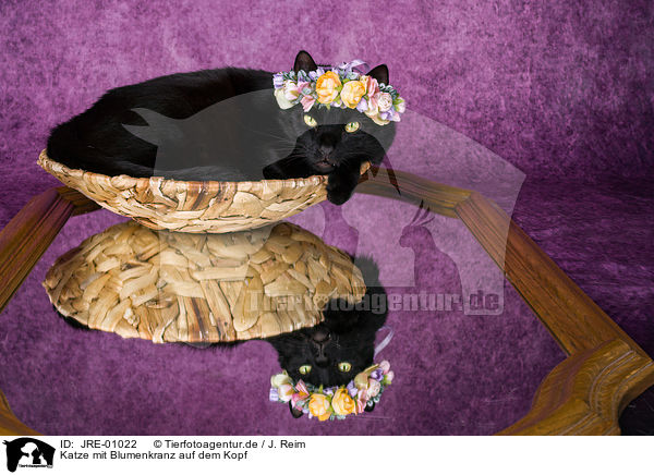 Katze mit Blumenkranz auf dem Kopf / Cat with flower wreath on head / JRE-01022