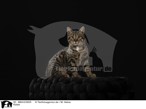 Katze / cat / MAH-03905