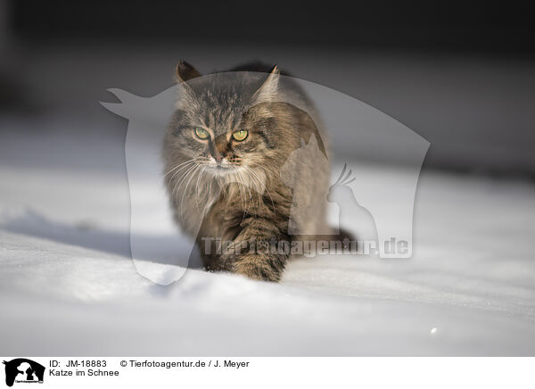 Katze im Schnee / Cat in snow / JM-18883
