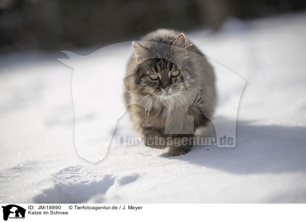 Katze im Schnee / Cat in snow / JM-18890