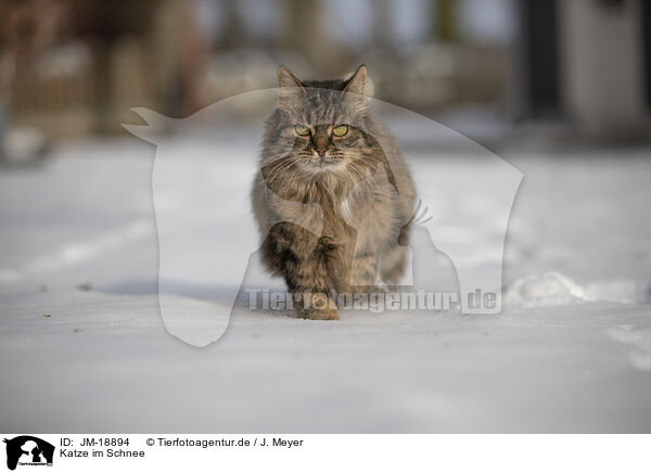 Katze im Schnee / Cat in snow / JM-18894