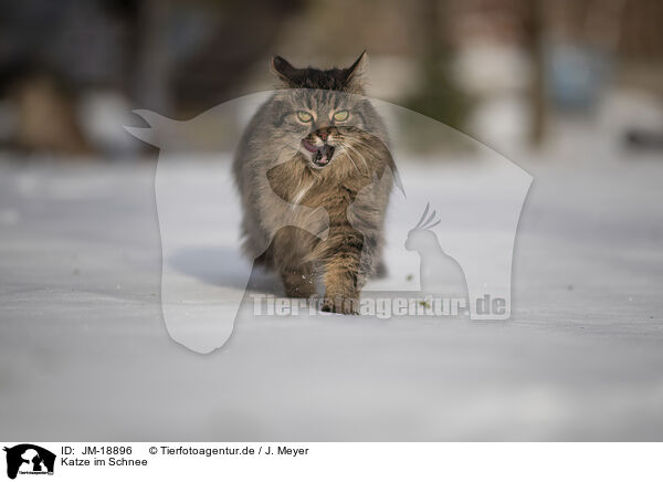 Katze im Schnee / Cat in snow / JM-18896
