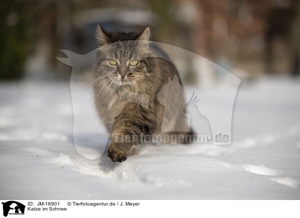 Katze im Schnee / Cat in snow / JM-18901