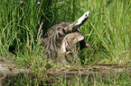 Hauskatze im Garten