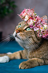 Katze mit Blumenkranz auf dem Kopf