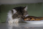 Katze schnuppert an Fisch