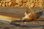 Katze in Spanien